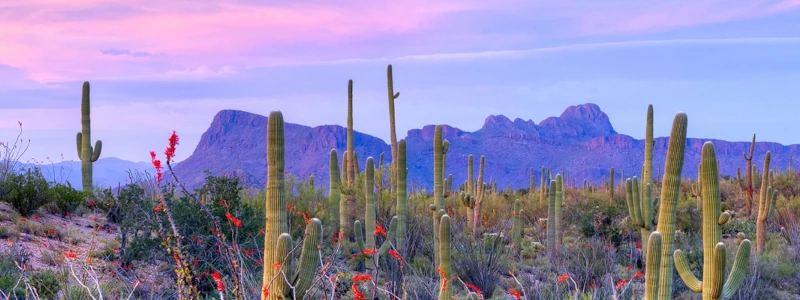 Tucson Sunset